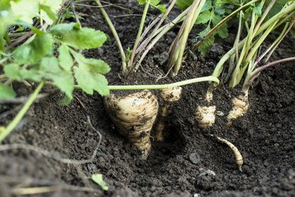 1000 All American Parsnip (Pastinaca Sativa) Seeds