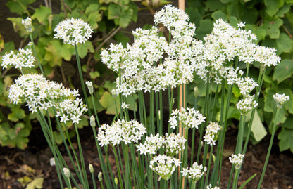 250 Garlic Chive (Allium Tuberosum) Seeds