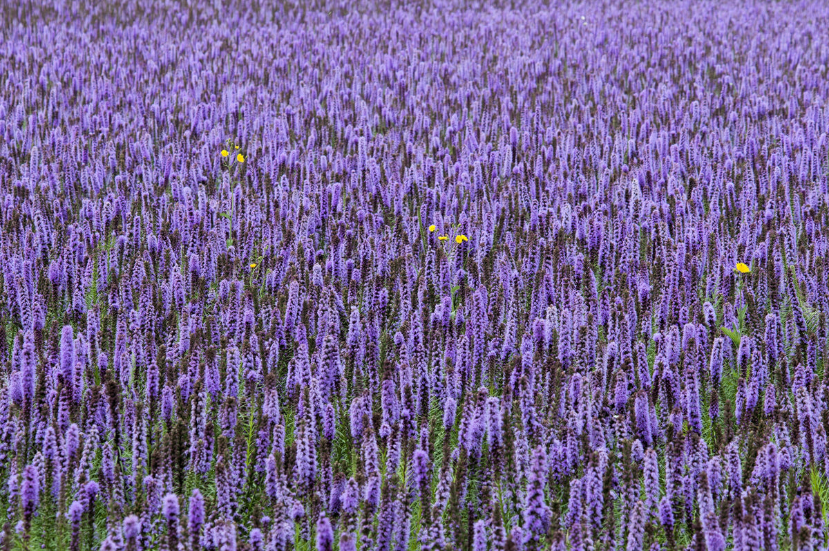 Anise Hyssop (Agastache foeniculum) Seeds – 500 ct
