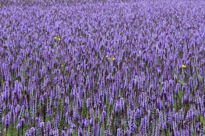 Anise Hyssop (Agastache foeniculum) Seeds – 500 ct