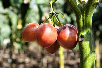 10 Tamarillo (Cyphomandra Betacea Solanum) Seeds