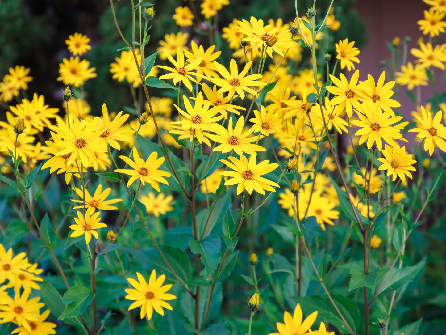 20 Jerusalem Artichoke/Sunchoke Sunroot (Helianthus Tuberosus) Seeds