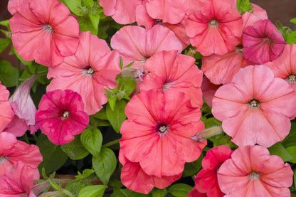 Salmon Petunia (Petunia × atkinsiana) Seeds – 25 ct