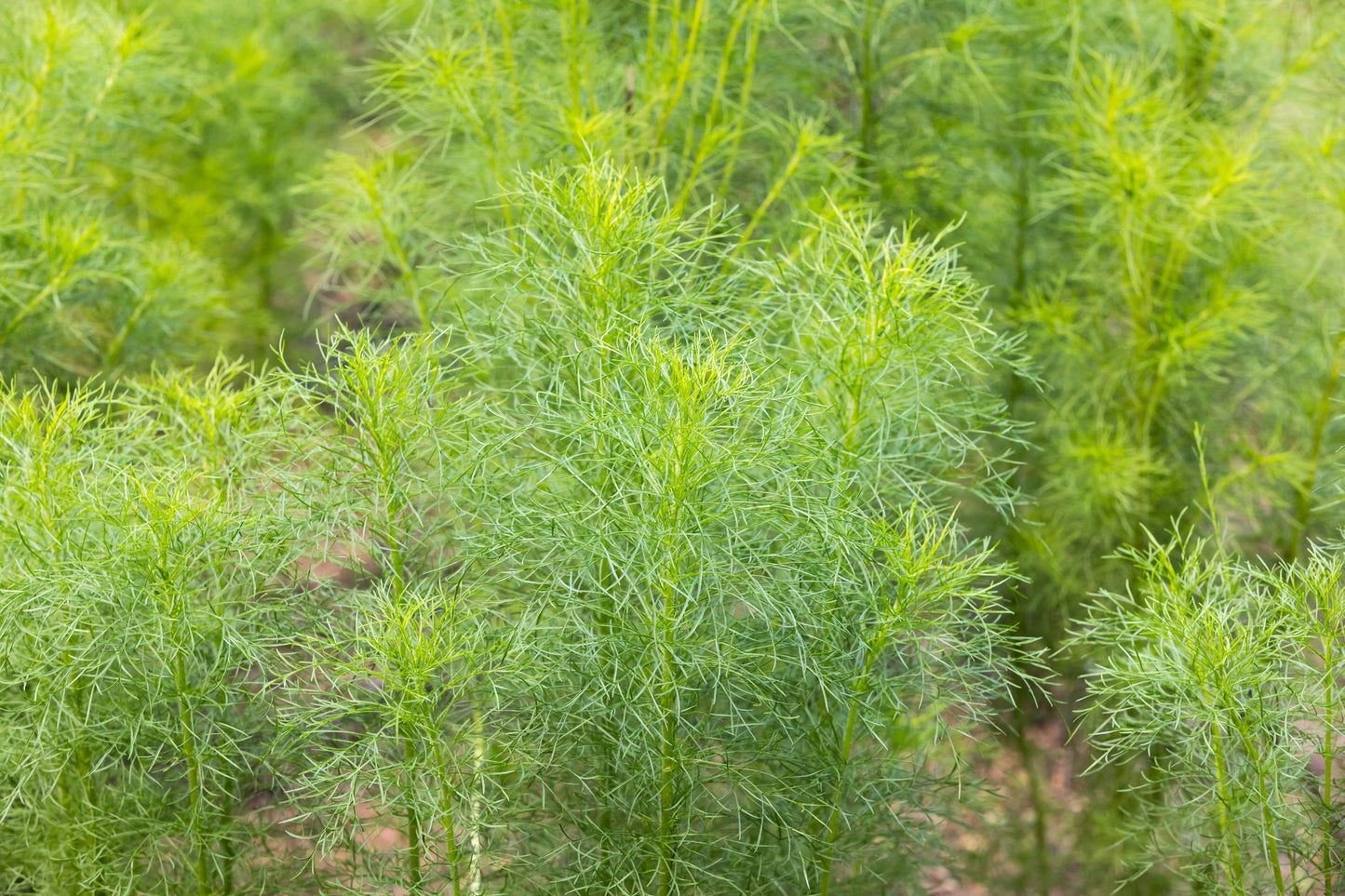 500 Organic Cumin (Cuminum Cyminum) Seeds