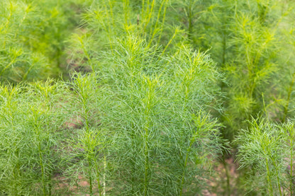 500 Organic Cumin (Cuminum Cyminum) Seeds
