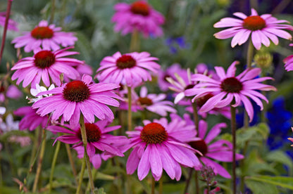 1000 PURPLE CONEFLOWER Echinacea Purpurea Heirloom Flower Herb Seeds