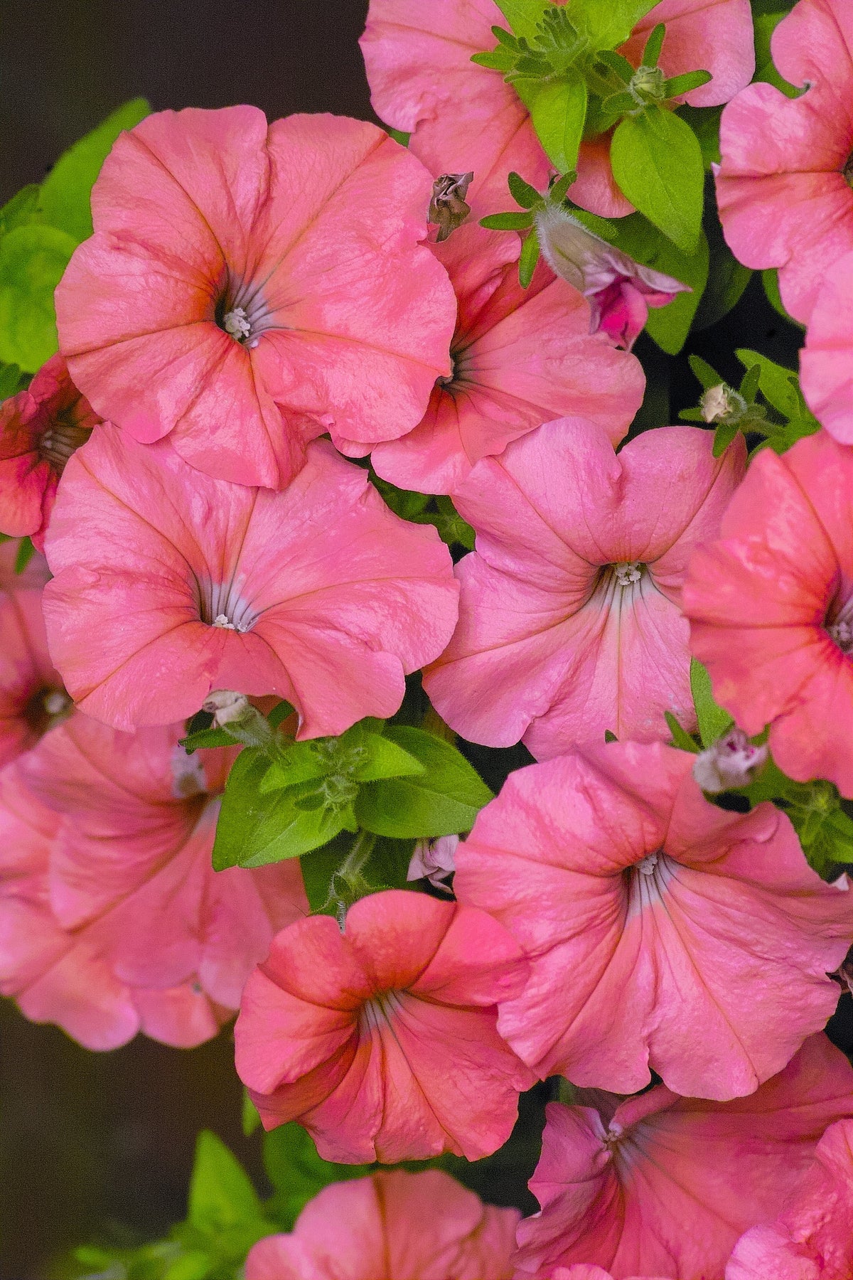 Salmon Petunia (Petunia × atkinsiana) Seeds – 25 ct