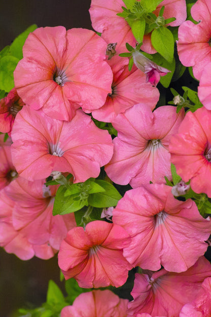 Salmon Petunia (Petunia × atkinsiana) Seeds – 25 ct