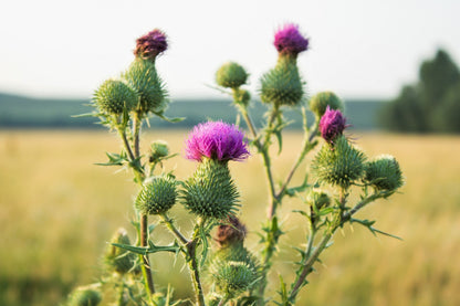 100 organic Milk Thistle (Silybum Marianum) Seeds