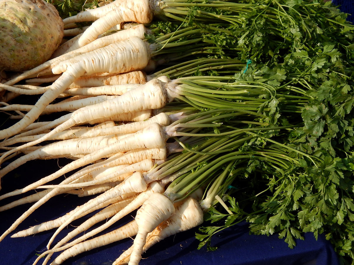 Hamburg Rooted Parsley (Petroselinum crispum var. tuberosum) Seeds – 1,000 ct