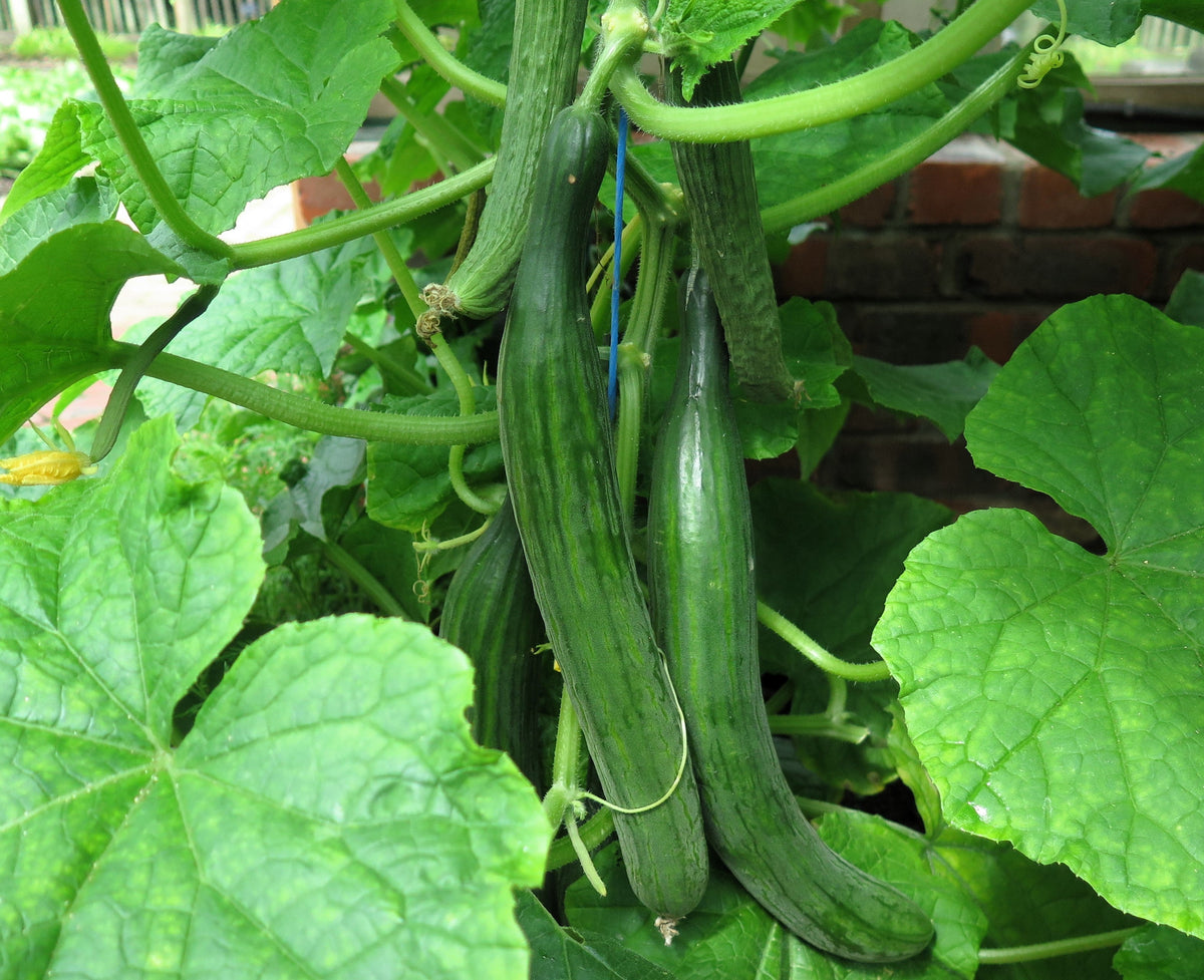 30 English Cucumber (Cucumis Sativus) Seeds