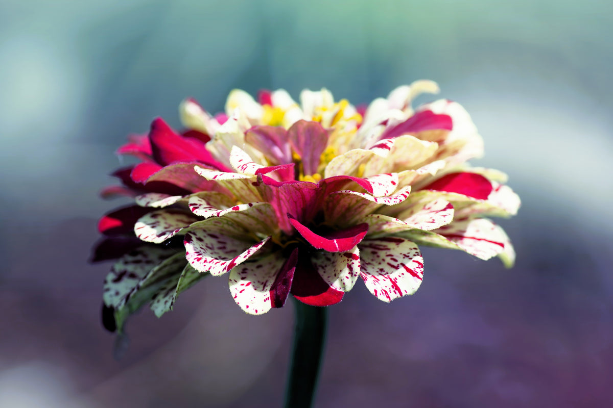 150 PEPPERMINT STICK ZINNIA Mix Mixed Colors Red Stripe Elegans Flower Seeds