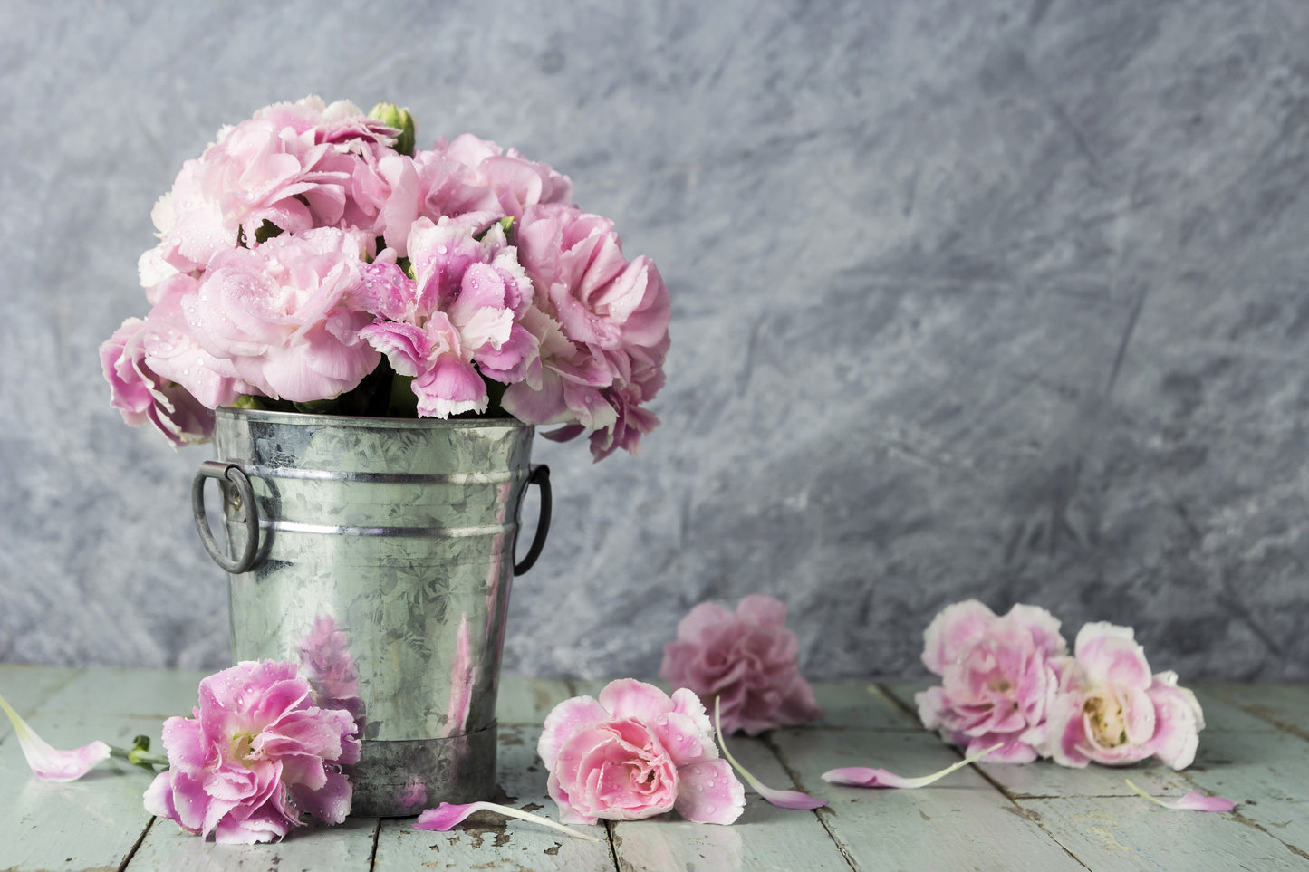 50 La France Carnation (Dianthus Caryophyllus Chabaud) Seeds