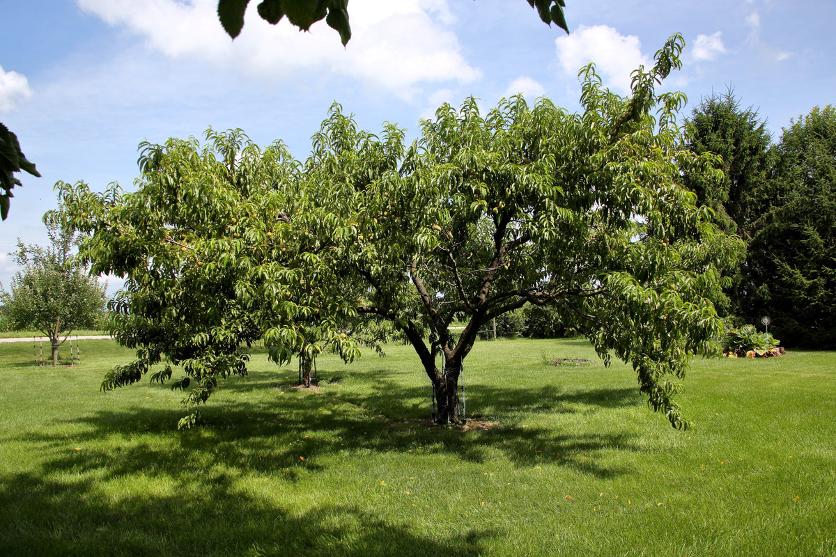 3 Nemaguard PeachTree (Prunus Persica) Seeds