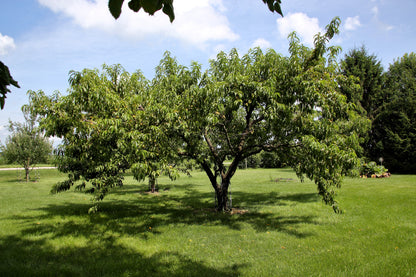 3 Nemaguard PeachTree (Prunus Persica) Seeds