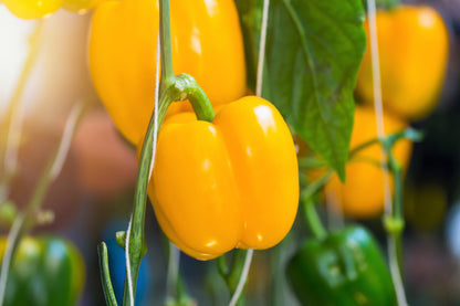 100 Yellow Bell Pepper (Capsicum Annuum) Seeds