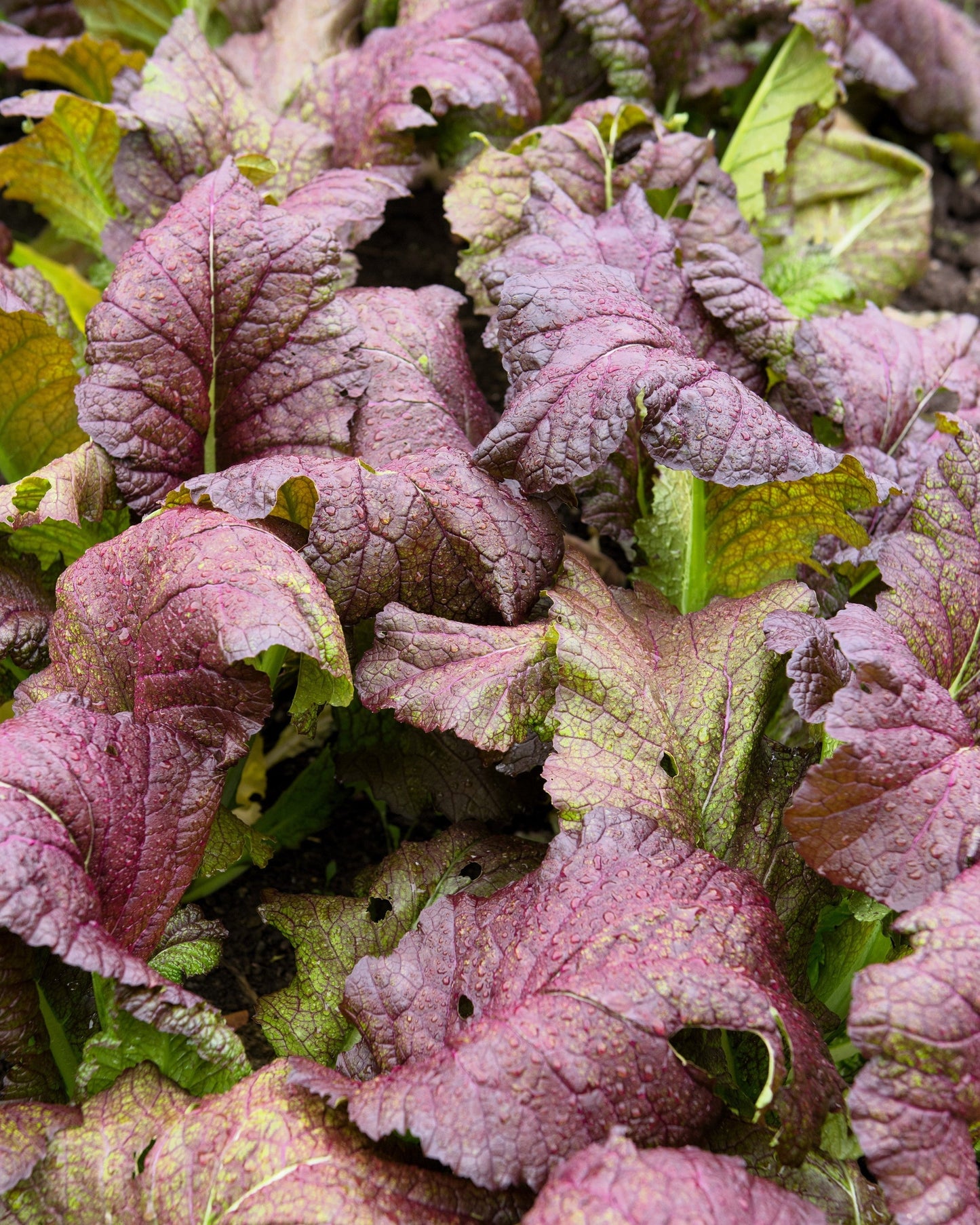 1500 Red Giant Mustard (Brassica Junco) Seeds