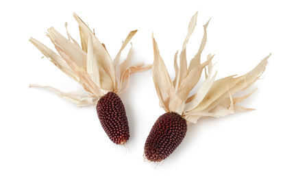 150 Red STRAWBERRY POPCORN CORN Zea Mays Vegetable Seeds