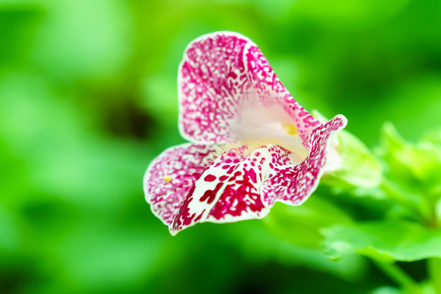 250 Tiger Monkey Flower (Mimulus Tigrinus) Seeds