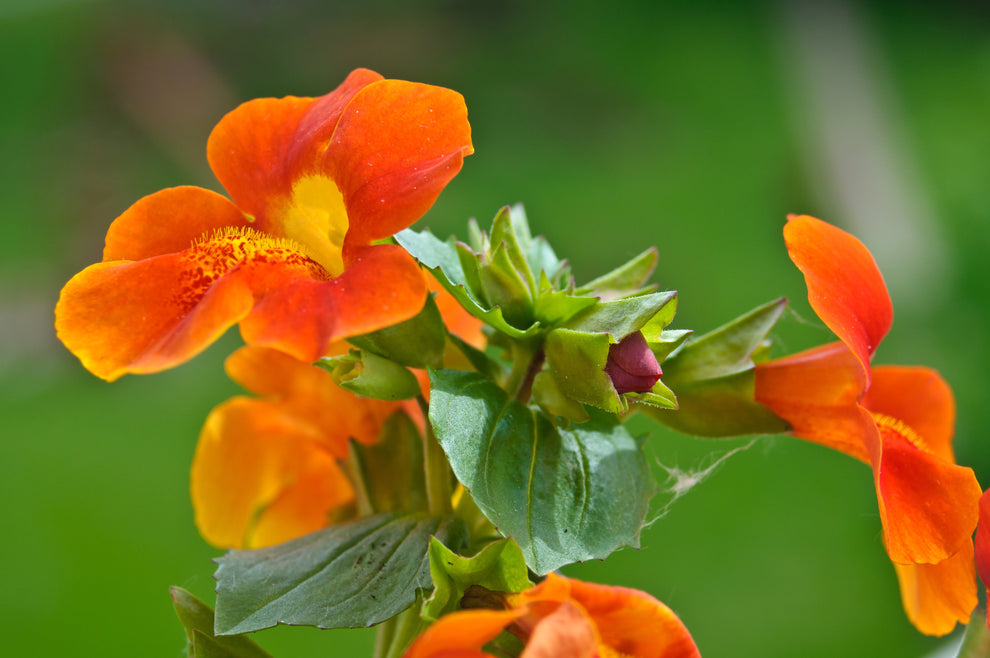 100 Twinkle ORANGE MONKEY FLOWER Mimulus Seeds – Haven Herbs