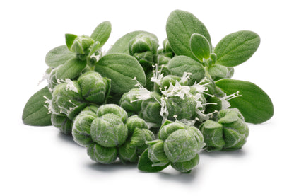 Sweet Marjoram (Origanum majorana) Seeds – 2,000 ct