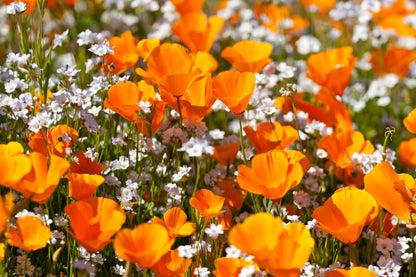 1000 Orange California Poppy (Eschscholzia Californica) Seeds
