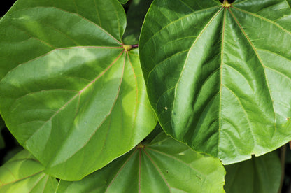 Giant Redbud (Cercis gigantea) Seeds – 40 ct