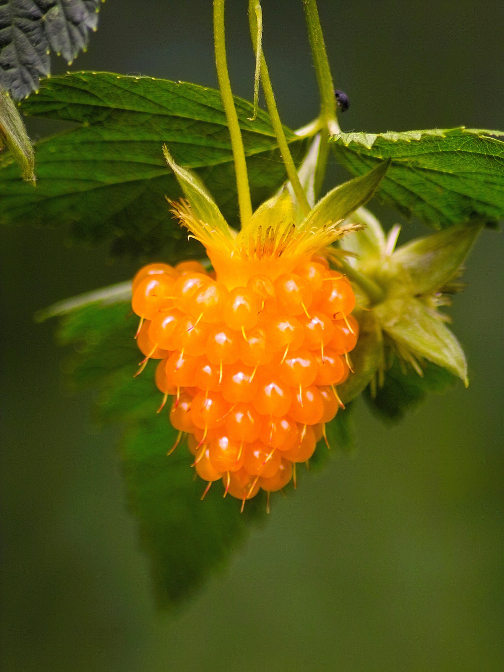 20 Salmonberry (Rubus Spectabilis) Seeds