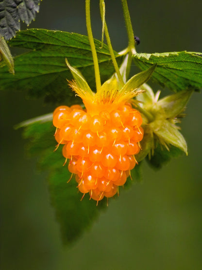 20 Salmonberry (Rubus Spectabilis) Seeds