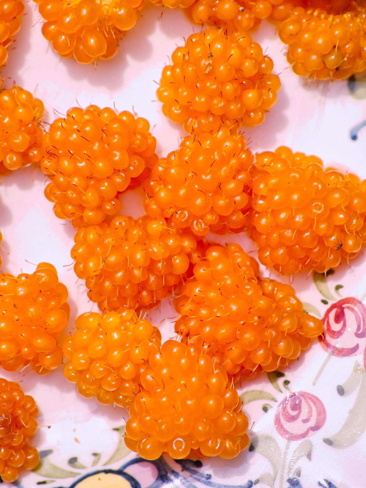 20 Salmonberry (Rubus Spectabilis) Seeds