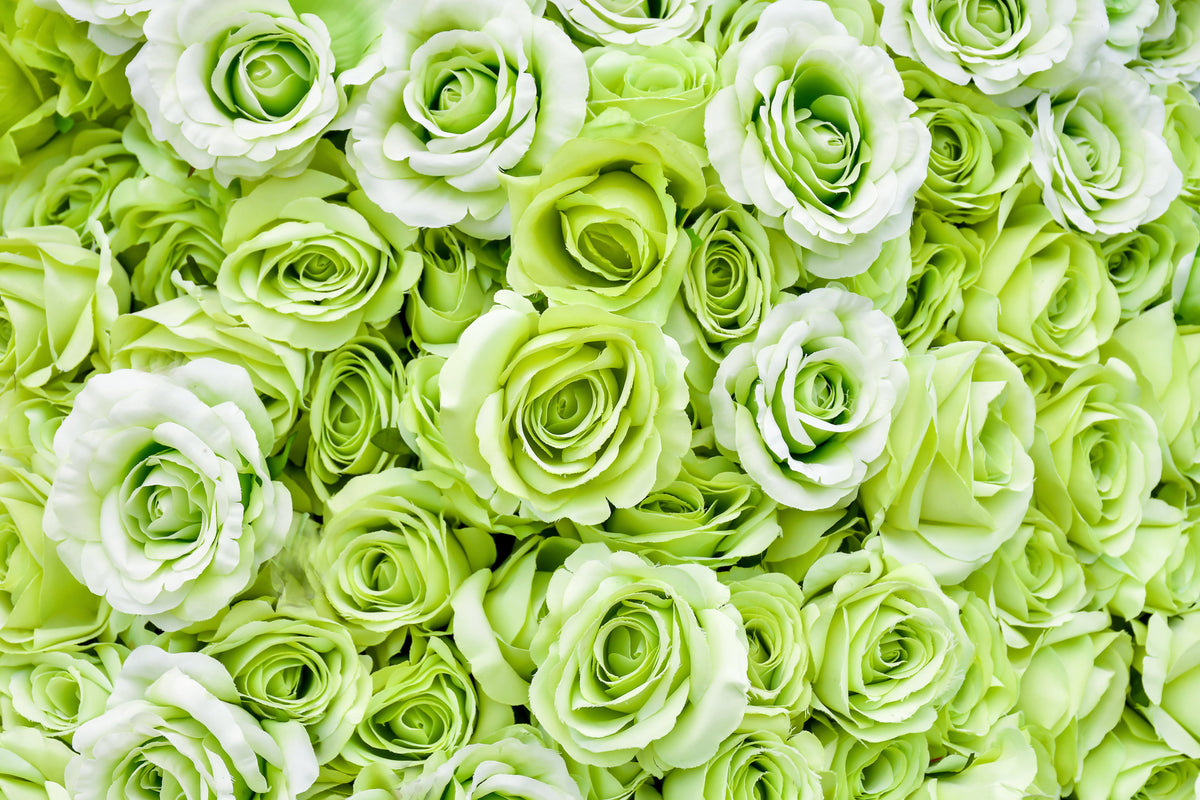 Green Rose (Rosa spp.) Seeds – 5 ct