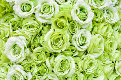 Green Rose (Rosa spp.) Seeds – 5 ct
