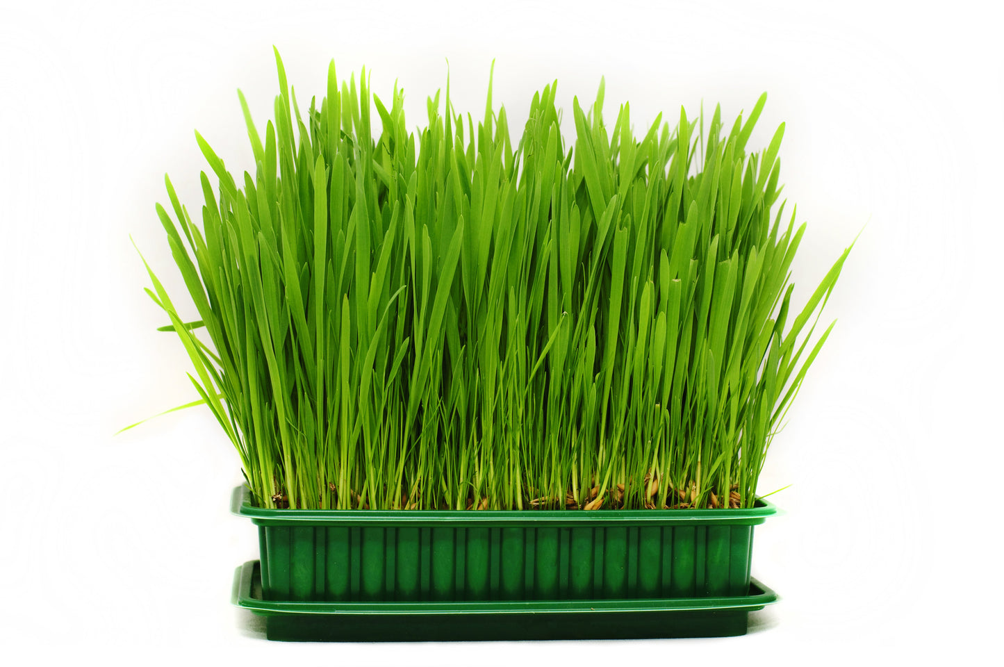 500 Cat Grass/Wheat Grass (Triticum Aestivum) Seeds