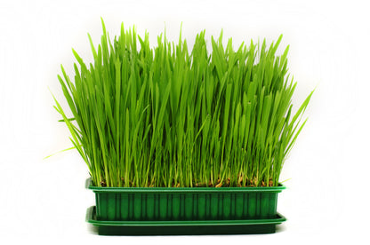 500 Cat Grass/Wheat Grass (Triticum Aestivum) Seeds