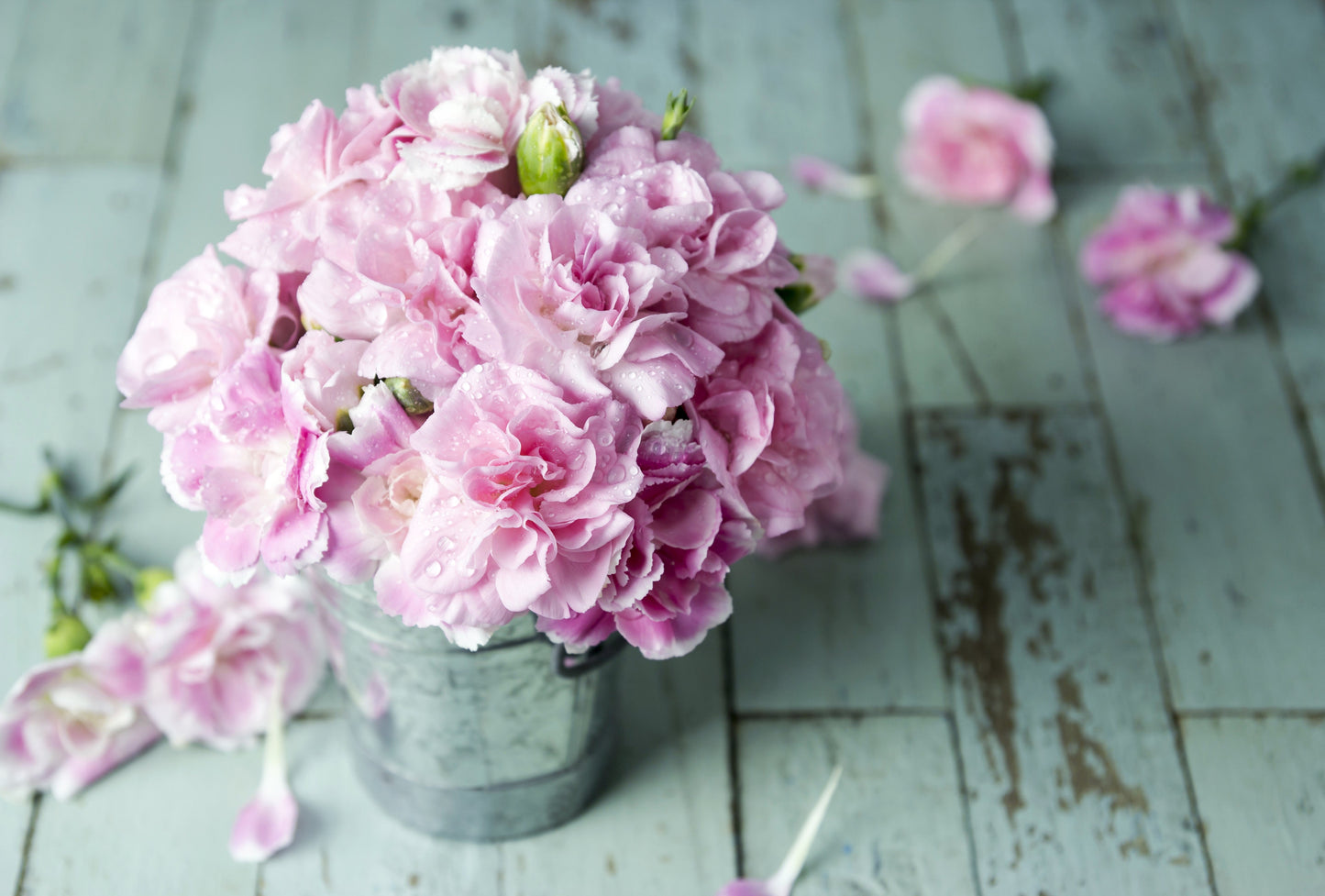 50 La France Carnation (Dianthus Caryophyllus Chabaud) Seeds