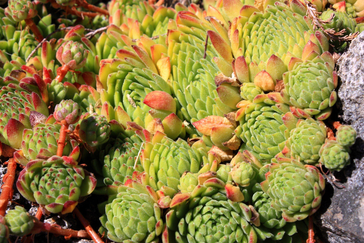 Mountain Houseleek (Sempervivum montanum) Seeds – 50 ct