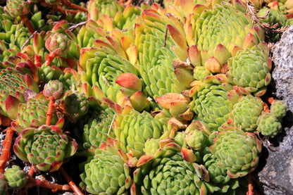 Mountain Houseleek (Sempervivum montanum) Seeds – 50 ct