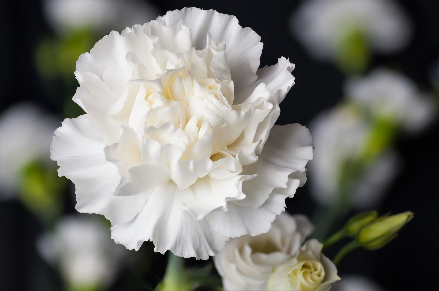 50 White Carnation (Dianthus Caryophyllus) Seeds