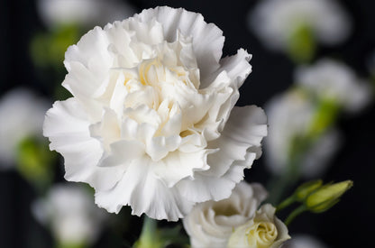 50 White Carnation (Dianthus Caryophyllus) Seeds