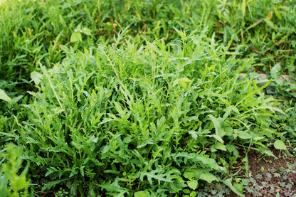 2000 Arugula (Eruca Vesicaria Sativa) Seeds