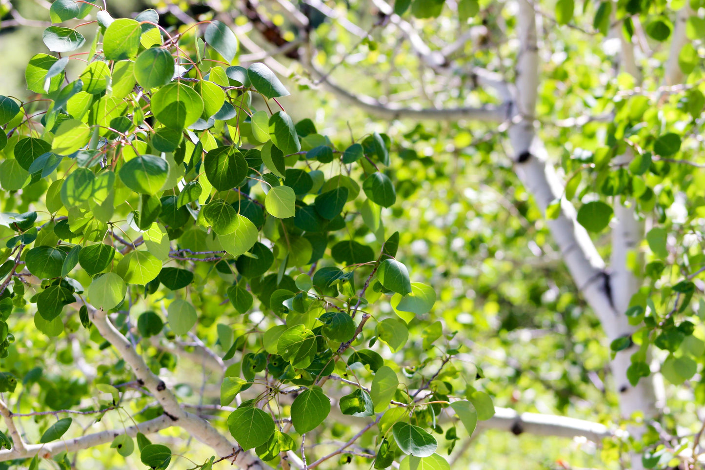 50 Golden Quaking Aspen (Populus Tremuloides) Seeds
