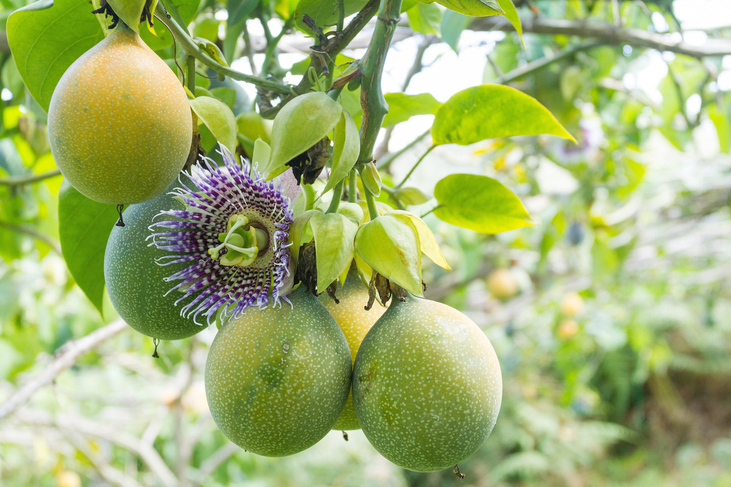 10 Sweet Granadilla/Yellow Passionfruit (Passiflora Ligularis) Seeds