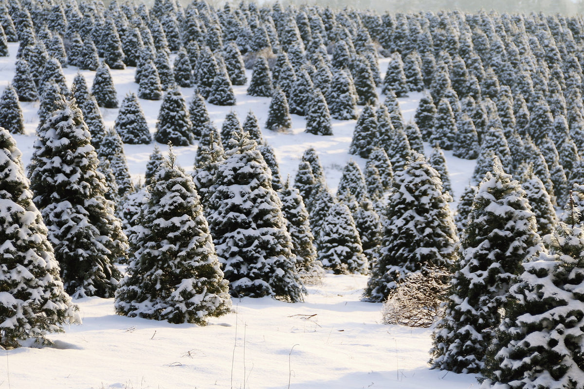 Grow Your Own CHRISTMAS TREE - Douglas Fir ( Pseudotsuga Menziesii ) Gift Packet of Tree Seeds