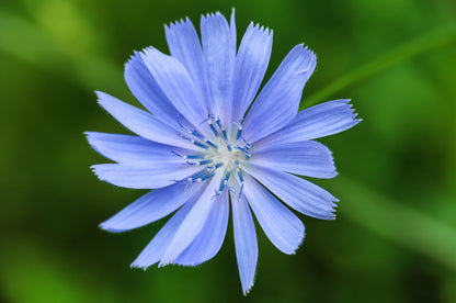 1000 Chicory (Chicorium Cicorium Intybus) Seeds