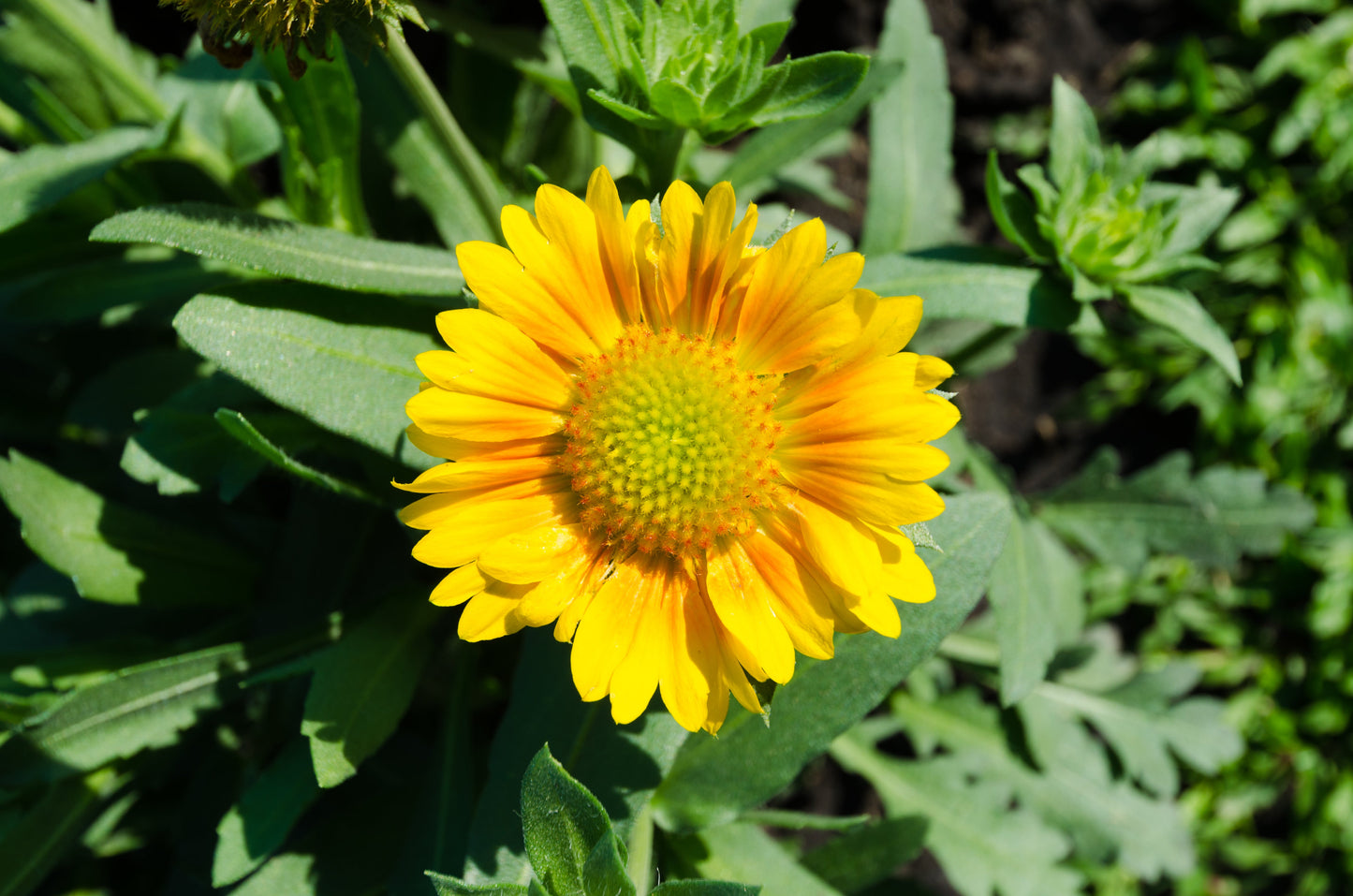 100 Yellow Gaillardia (Blanket Flower / Indian Blanket, Gaillardia Aristata) Seeds
