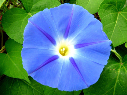 Blue Star Morning Glory (Ipomoea tricolor) Seeds – 75 ct