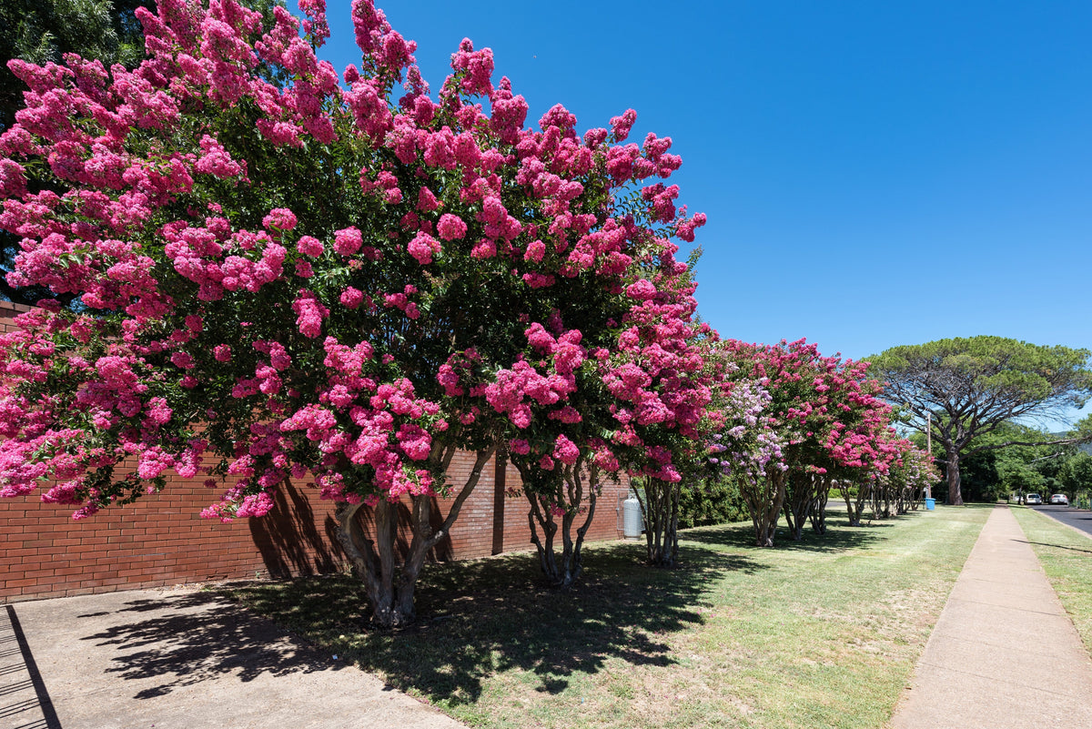 Dark Pink Crepe Myrtle (Lagerstroemia indica) Seeds – 35 ct