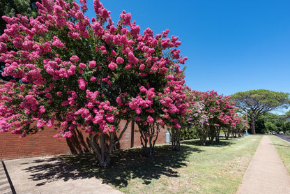 Dark Pink Crepe Myrtle (Lagerstroemia indica) Seeds – 35 ct