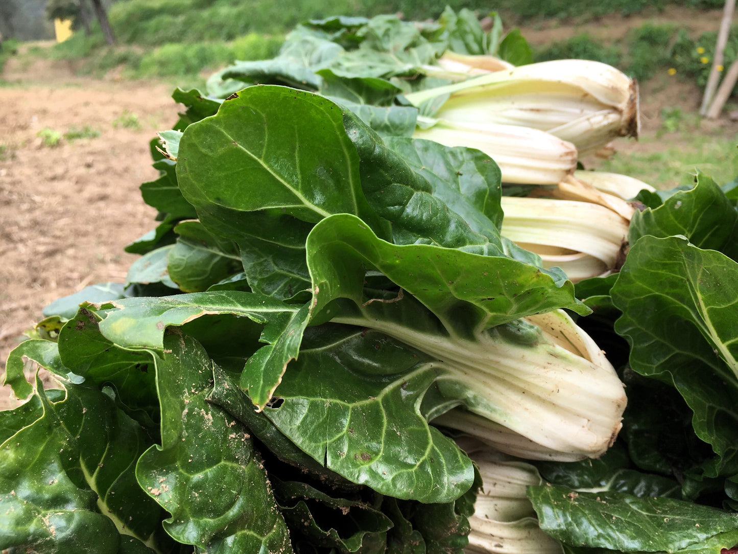 250 Barese Swiss Chard (Beta Vulgaris) Seeds