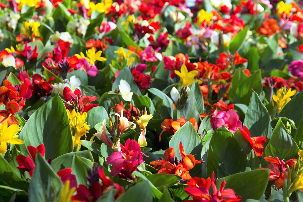 5 Mixed Canna Lily (Canna Generalis) Seeds